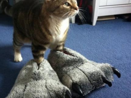 cat in giant cat-foot slippers